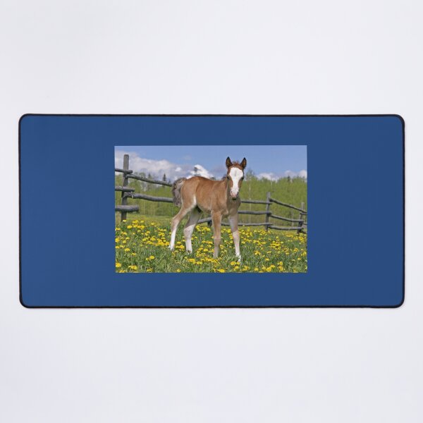 Item preview, Welsh Mountain Pony Colt designed and sold by ScienceSource.