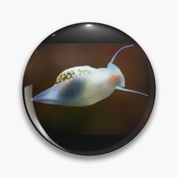 Item preview, Physidae snail, bladder snails, family of air breathing freshwater snails, aquatic pulmonate gastropod molluscs. Aquascaping Animal macro close up photography with a focus gradient, soft background. designed and sold by Marcin Adrian.