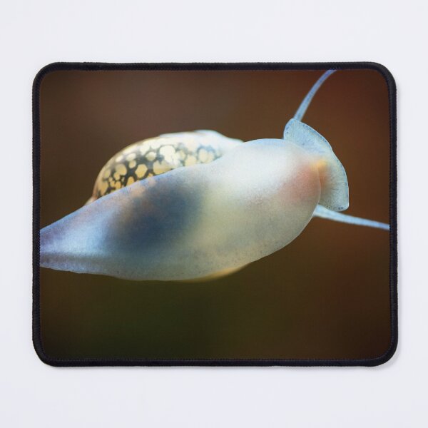 Item preview, Physidae snail, bladder snails, family of air breathing freshwater snails, aquatic pulmonate gastropod molluscs. Aquascaping Animal macro close up photography with a focus gradient, soft background. designed and sold by Marcin Adrian.
