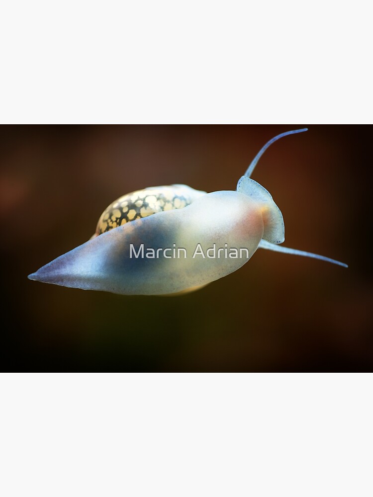 "Physidae snail, bladder snails, family of air breathing freshwater