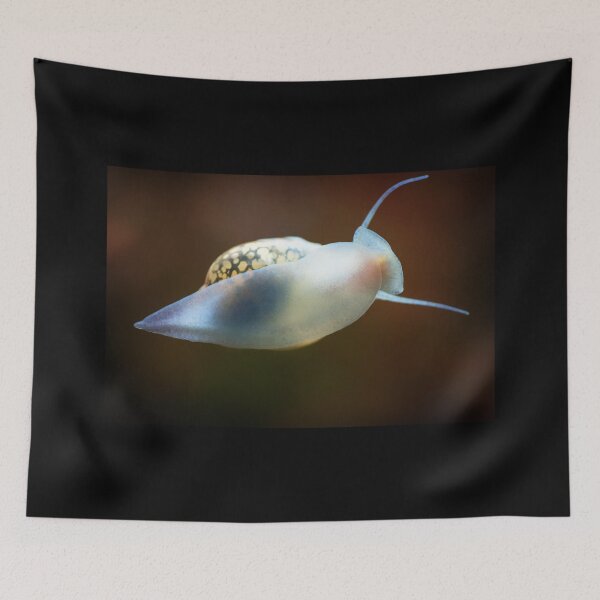Item preview, Physidae snail, bladder snails, family of air breathing freshwater snails, aquatic pulmonate gastropod molluscs. Aquascaping Animal macro close up photography with a focus gradient, soft background. designed and sold by Marcin Adrian.