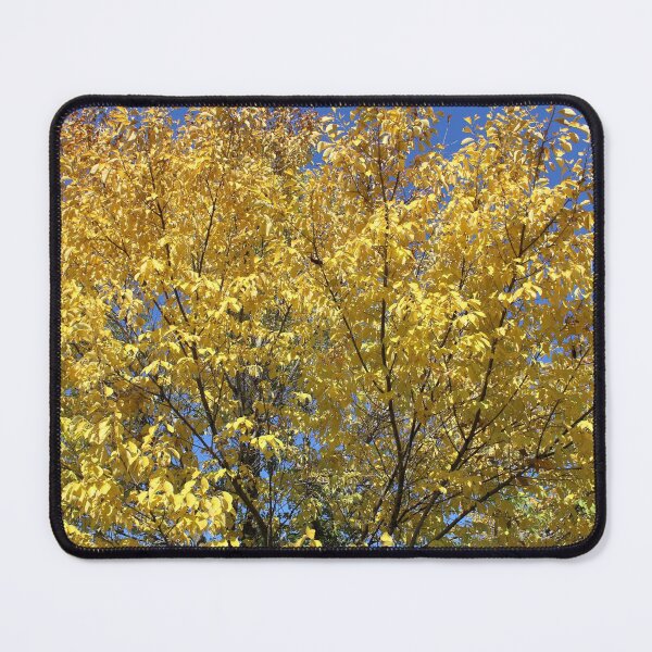 Item preview, Beech tree in Fall.... designed and sold by DonnaMoore.