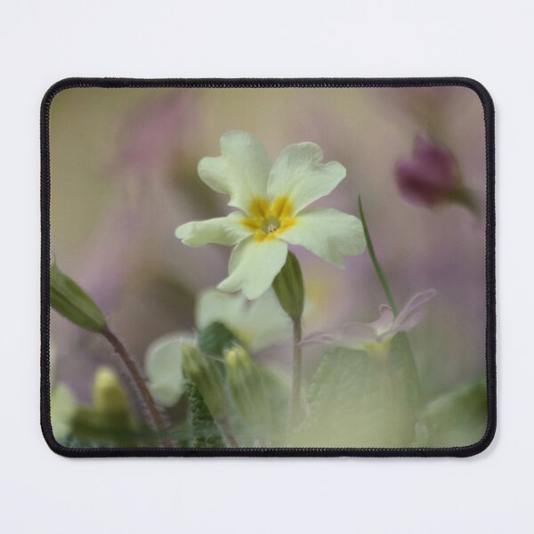 Item preview, Digital Photograph of Primrose Flower designed and sold by SimonJohnson1.