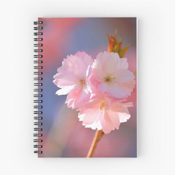 Item preview, Digital Photogragh of Cherry Blossom designed and sold by SimonJohnson1.