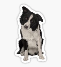 Border Collie Sticker