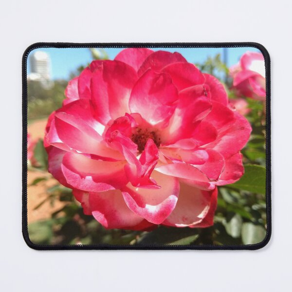 Item preview, bicolor rose designed and sold by EtelGodoy.