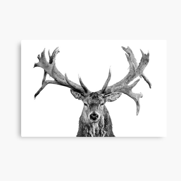 Red Deer - Head On - Centred - On White - Wide Metal Print