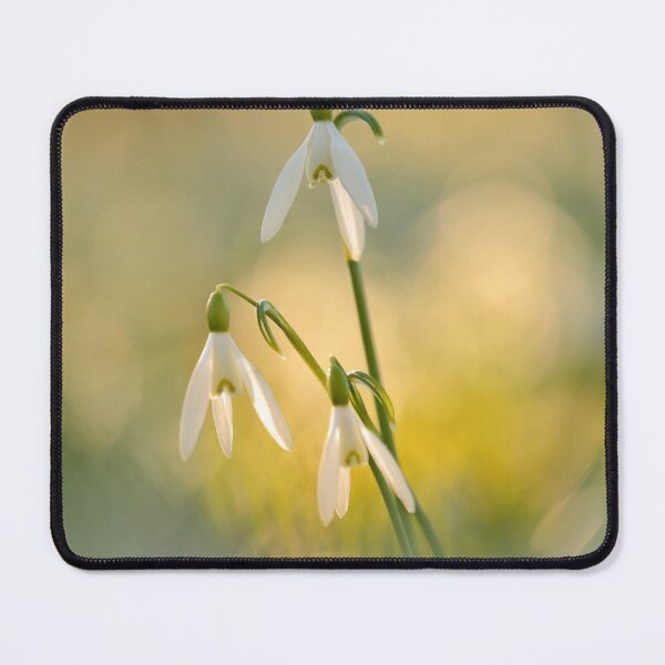Item preview, Digital Photograph of Snowdrops designed and sold by SimonJohnson1.