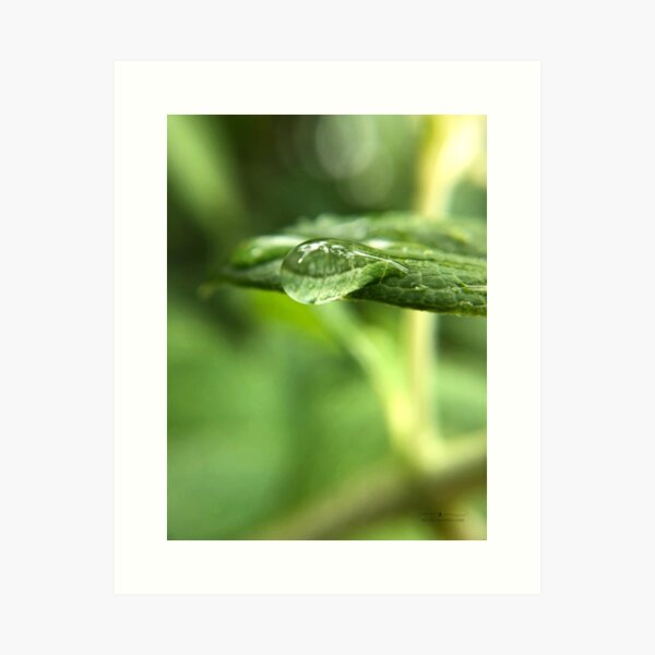 Item preview, Droplet on leaf designed and sold by Rachel Dash-Williams Creative.
