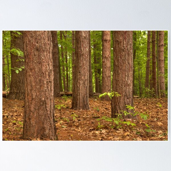 Item preview, Pine Pine Pine Everywhere © designed and sold by © Hany G. Jadaa © Prince John Photography.