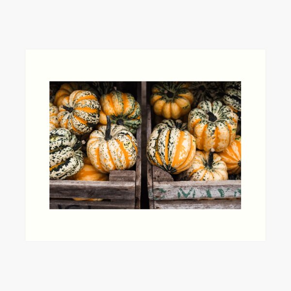 Pumpkin Squash Vegetable Art Print