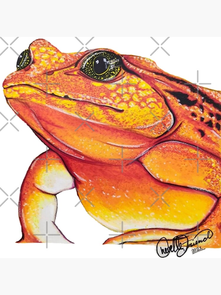 "Tomato Frog" Poster by StarkLilyDesign Redbubble