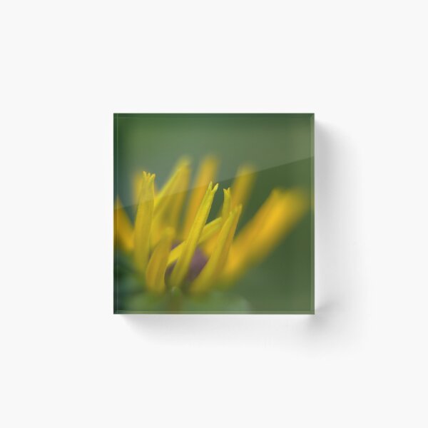 Item preview, Reaching for the Sun designed and sold by Kasia Design.