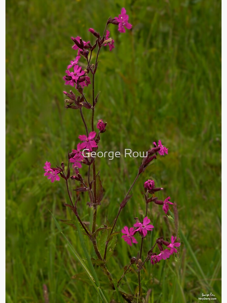 Red Campion in Burntollet Woods by VeryIreland
