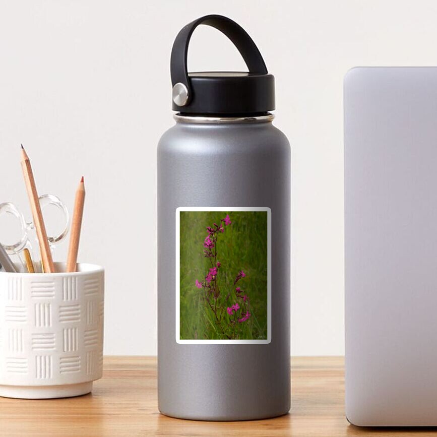 Red Campion in Burntollet Woods Sticker