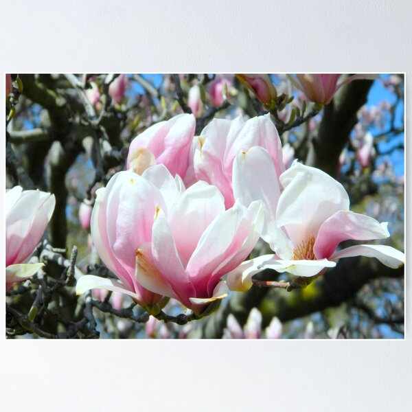 Item preview, Pink Bloom    ^ designed and sold by ctheworld.