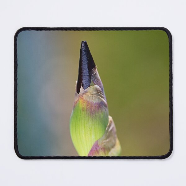 Item preview, Iris Bud Belly Fed designed and sold by Joy Watson - Natural Light Photography .