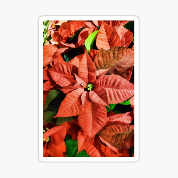 Red Poinsettias - Christmas Flower Art Sticker