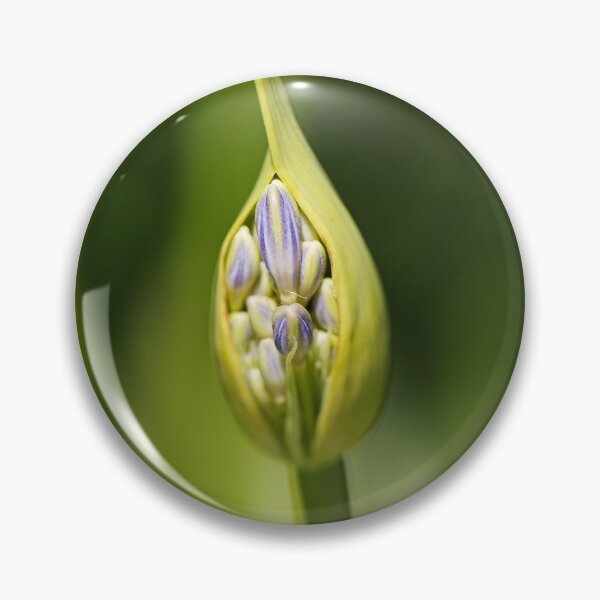Item preview, Agapanthus Bud New designed and sold by Joy Watson - Natural Light Photography .