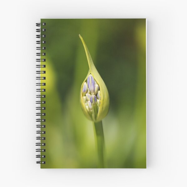 Item preview, Agapanthus Bud New designed and sold by Joy Watson - Natural Light Photography .