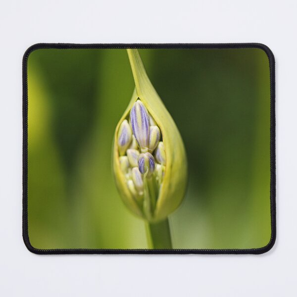 Item preview, Agapanthus Bud New designed and sold by Joy Watson - Natural Light Photography .