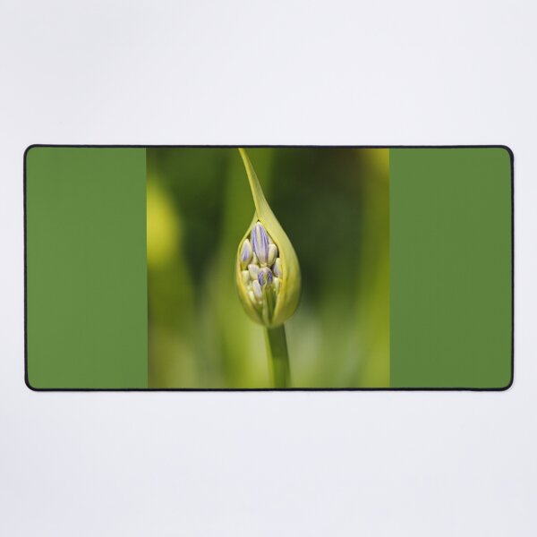 Item preview, Agapanthus Bud New designed and sold by Joy Watson - Natural Light Photography .