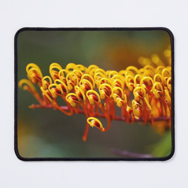 Item preview, Australian Silky Oak Bloom designed and sold by Joy Watson - Natural Light Photography .