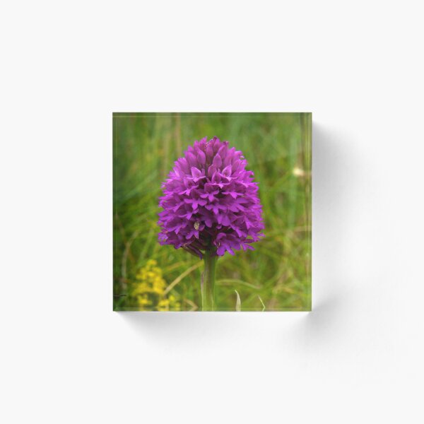 Pyramidal Orchid, Inishmore Acrylic Block