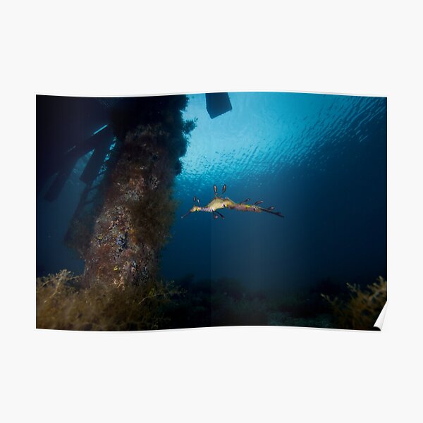 Weedy Seadragon Poster