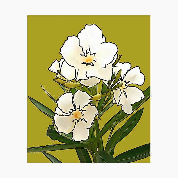 Oleander Nature Drawing and Design; Flower, bush, angle, leaf png | PNGEgg