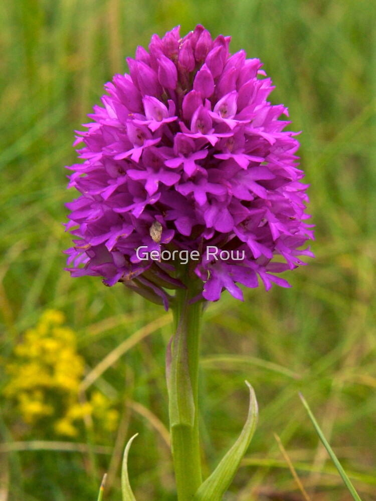 Pyramidal Orchid, Inishmore, Aran Islands by VeryIreland