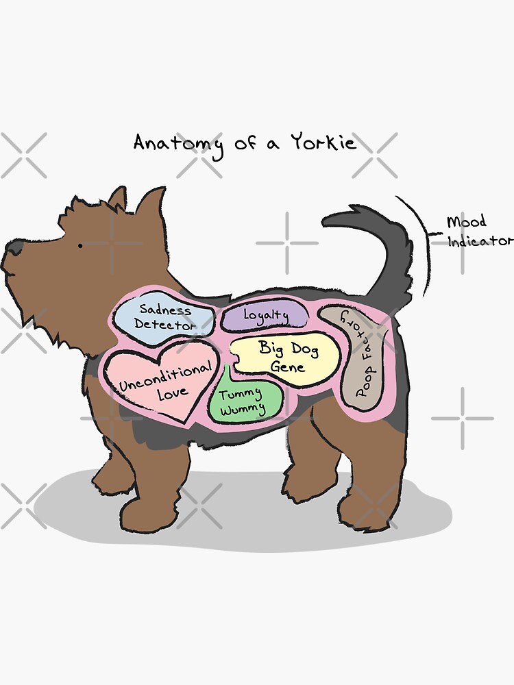 "Anatomy of a Yorkie" Sticker by MommySketchpad Redbubble