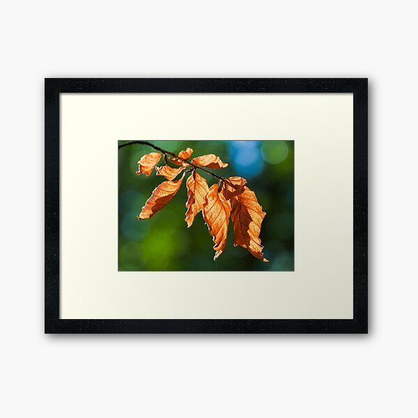 Golden autumn leaves Framed Art Print