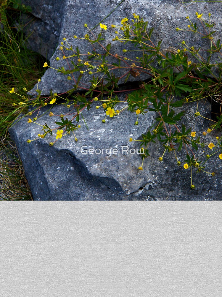 Tormentil, Dun Aengus, Inishmore, Aran Islands by VeryIreland