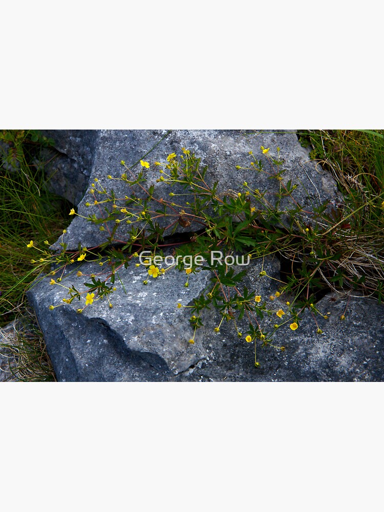 Tormentil, Dun Aengus, Inishmore, Aran Islands by VeryIreland