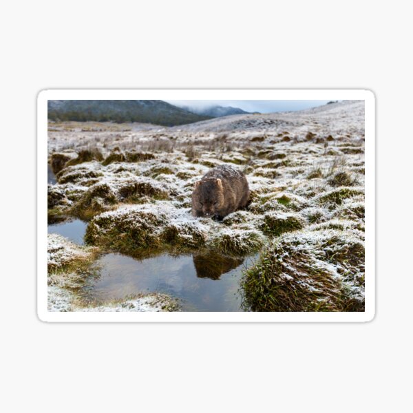 Australian Wombat Sticker