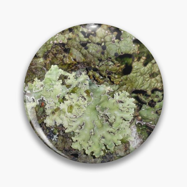 Item preview,  Green Forest Lichen, Cradle Mountain, Tasmania, Australia. designed and sold by kaysharp.