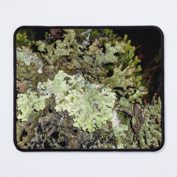 Item preview,  Green Forest Lichen, Cradle Mountain, Tasmania, Australia. designed and sold by kaysharp.