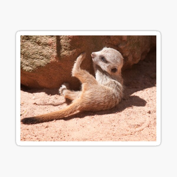 Item preview, Baby Meerkat designed and sold by SusanAdey.