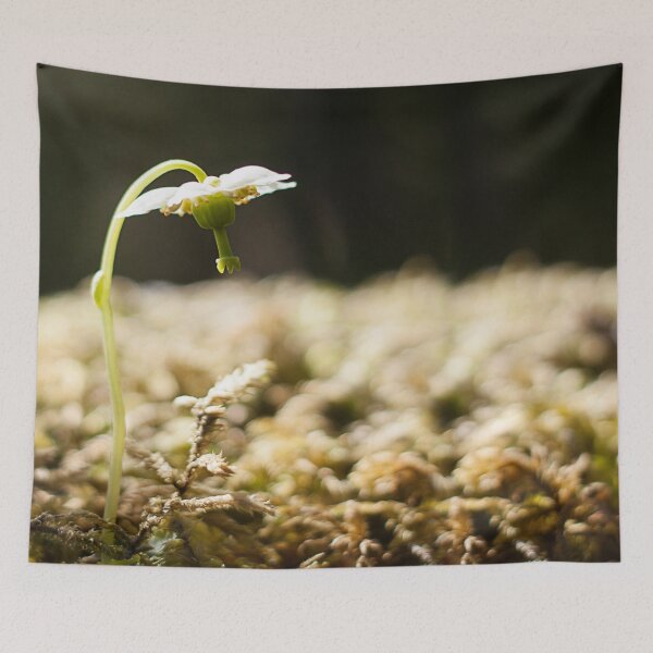 Item preview, Shy Maiden Photography Print  designed and sold by griffingphoto.