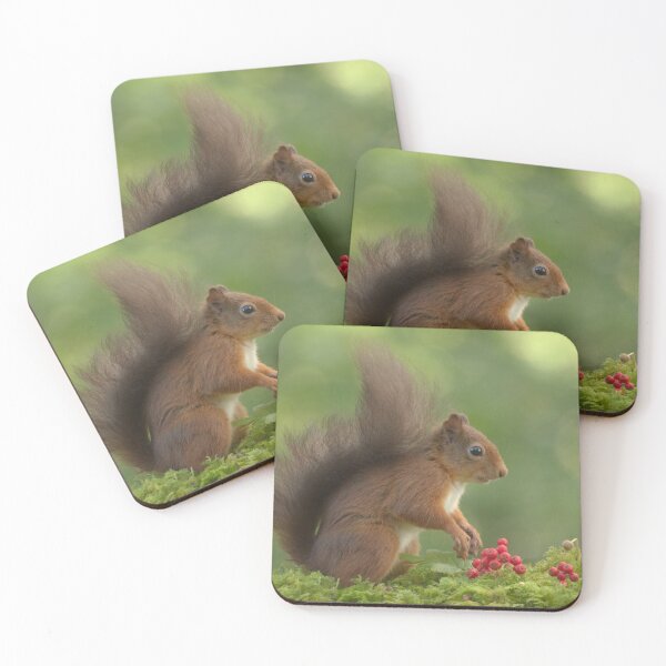 Item preview, Red Squirrel designed and sold by Macrae images.