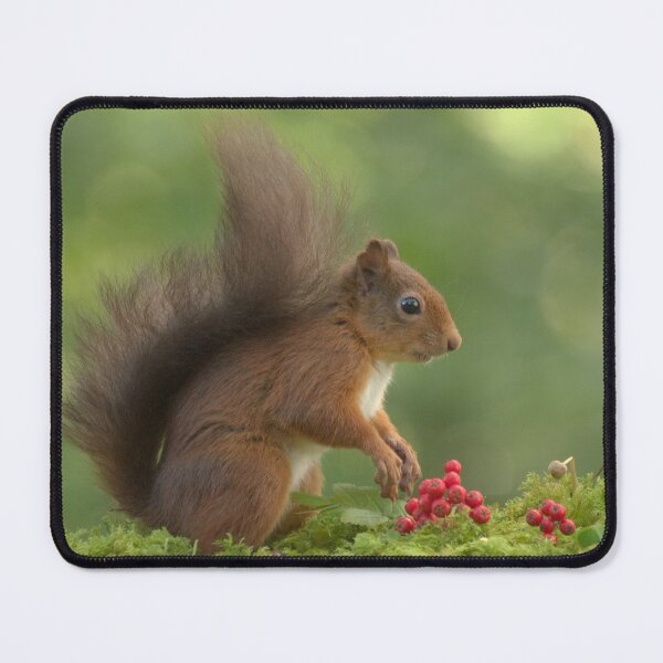 Item preview, Red Squirrel designed and sold by Macrae images.
