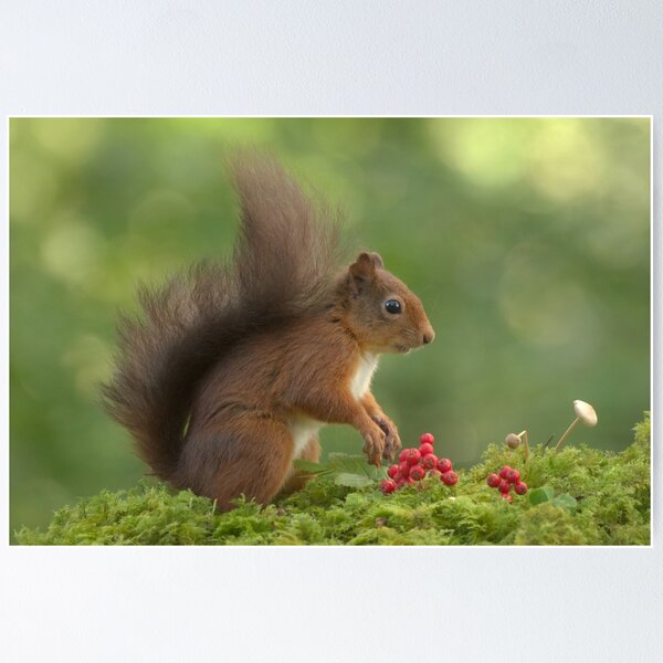Item preview, Red Squirrel designed and sold by Macrae images.