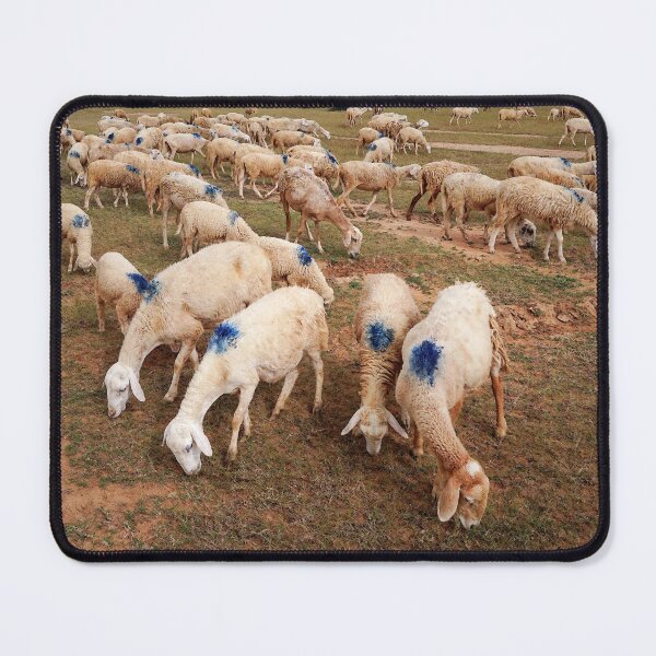 Item preview, Group of sheep eating grass designed and sold by sinseeho.
