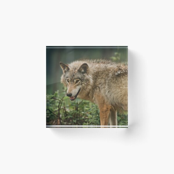 Item preview, Timber Wolf designed and sold by Michael Cummings.