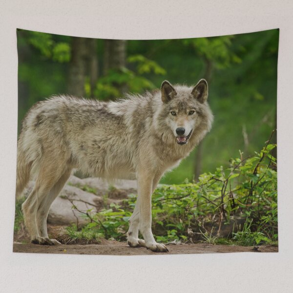 Item preview, Grey Wolves designed and sold by Michael Cummings.