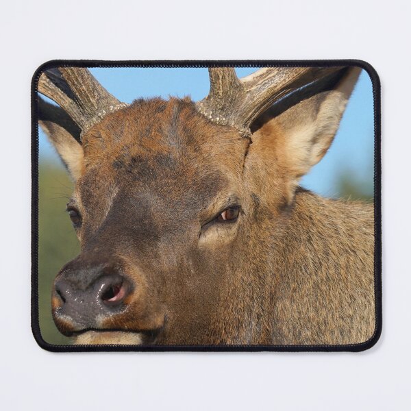 Item preview, Bull Elk designed and sold by Betsy Seeton.