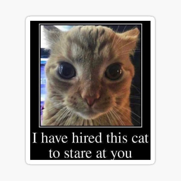 Staring Cat Sticker By Monkeymanbruh Redbubble