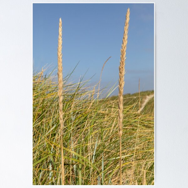 Item preview, Dunas con Lyme Grass. designed and sold by Postertale.