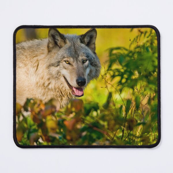 Item preview, Gray Wolf designed and sold by Michael Cummings.